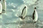 penguinpl4.gif