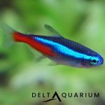 neon-tetra-1.jpg