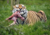 features_feeding_big_cats_01.jpg