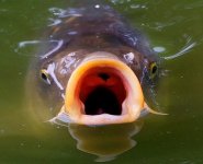 carp-ap-photomichael-probst___03204937306.jpg